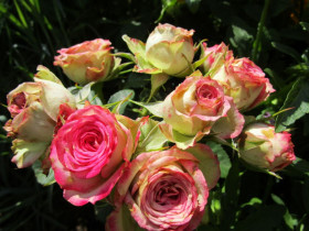 Сафина (ЗКС) ЖИЛЯК