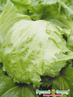 Айсберг Арктика кочан. Ц(Н)