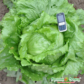 Айсберг Русский Размер Ц(Н)