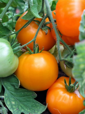 Аксанта Киров