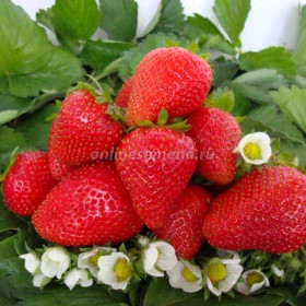 Вима Ксима (поздняя) 5шт