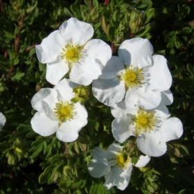 Эбботсвуд кустар. Поиск