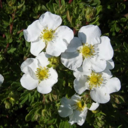 Эбботсвуд кустар. Поиск