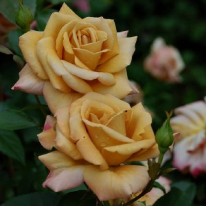 Хани Дижон (ЗКС) ЖИЛЯК