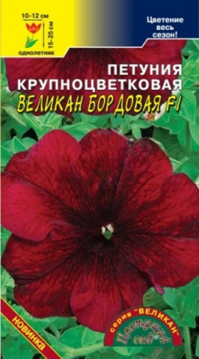 Великан бордовая Цветущий Сад
