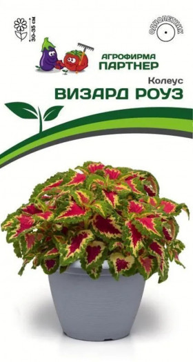 Визард Роуз 10шт Партнер