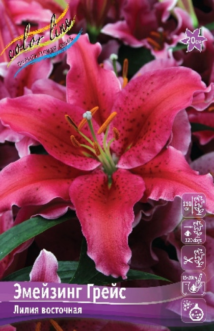 Эмейзинг Грейс 12/14 (вост) 5шт