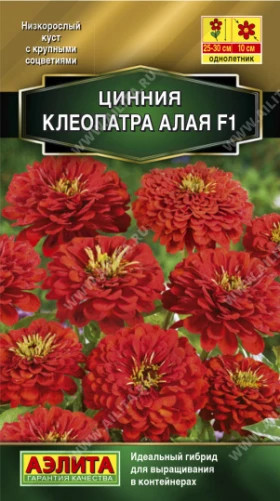 Клеопатра алая Ц(А)