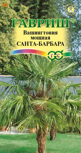 Вашингтония мощная Санта Барбара 3шт Ц(Г)