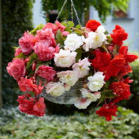 Одората Смесь 3шт