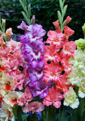 Фриззлд Микс (Гофр.) 8шт