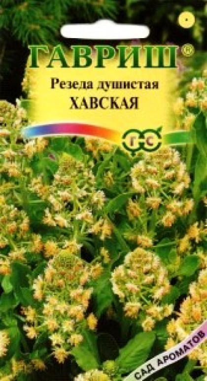 Хавская душистая Ц(Г)