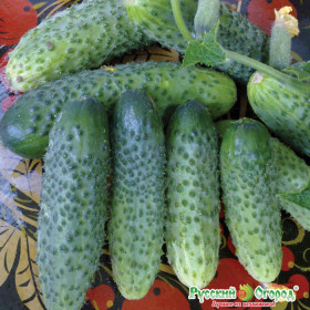 Хит Сезона 12шт.Ц(Н)