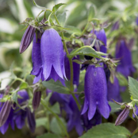 Кент Белль 1шт