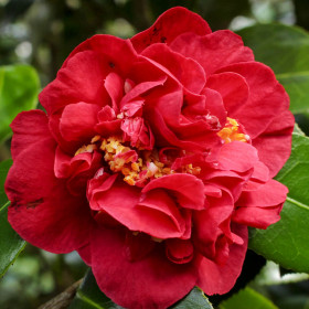 Блад оф Чайна 1шт Поиск