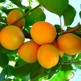 Июньский ранний 1шт/сетка Поиск