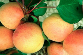 Нью Джерси 1шт/сетка  Поиск