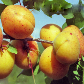 Сын Краснощекого 1шт/сетка  Поиск