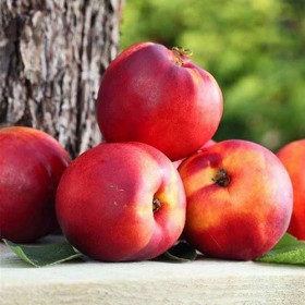 Кримсон голд 1шт/сетка  Поиск