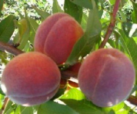 Эрли Ред 1шт /сетка Поиск