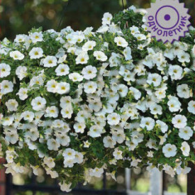 Каблум Вайт Ц(Поиск)