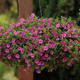 Каблум Дип Пинк Ц(Поиск)