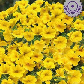 Каблум Еллоу Ц(Поиск)