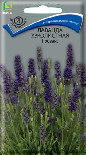 Прованс узколистная Ц(Поиск)
