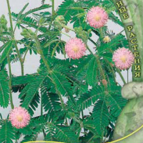 Стыдливая Ц(Поиск)