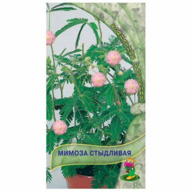 Стыдливая Ц(Поиск)