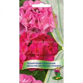 Династия Фиолетово-розовая зональная Ц(Поиск)