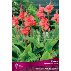 Миссис Оклахома Поиск +