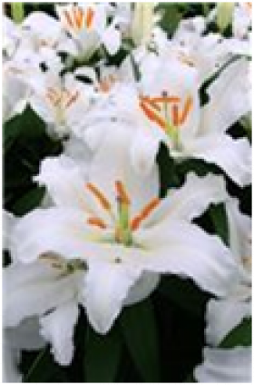 Фулл Мун (вост.)  5шт