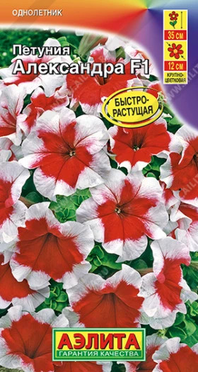 Александра крупноцв. Ц(А)