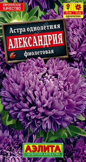 Александрия фиолетовая Ц(А)