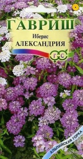 Александрия Ц(Г) иберис