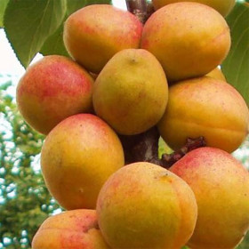 Чемпион Севера 1шт Поиск