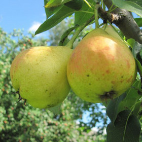 Детская 1шт/сетка Поиск