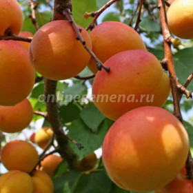 Россиянин 1шт/сетка Поиск