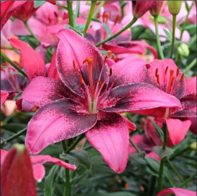 Пурпл Дрим 12/14 (аз.) 5шт