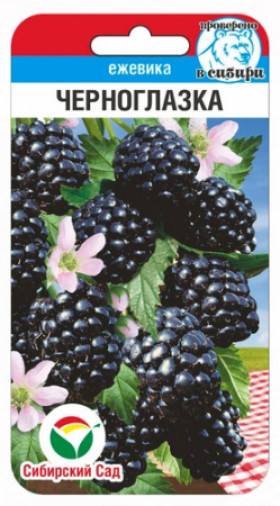 ежевика Черноглазка 10шт СС