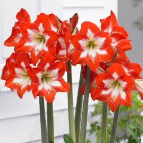 Ай Катчер 1шт