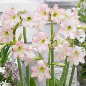 Пинк Раскаль 1шт