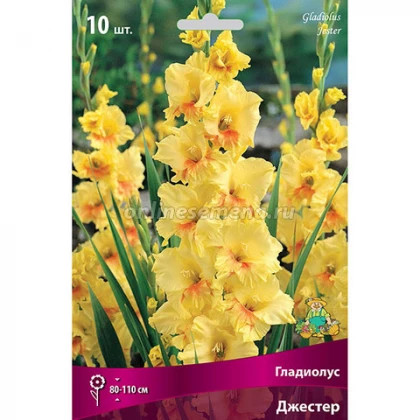 Джестер 10/12 10шт