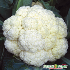 цветная Белое Совершенство Ц(Н)