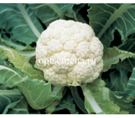 цветная Гудман (2500шт)\Вejo Zaden