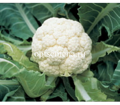 цветная Гудман (2500шт)\Вejo Zaden