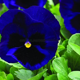 Виола Маммот (100шт) Дип блю дазл крупноцветковая