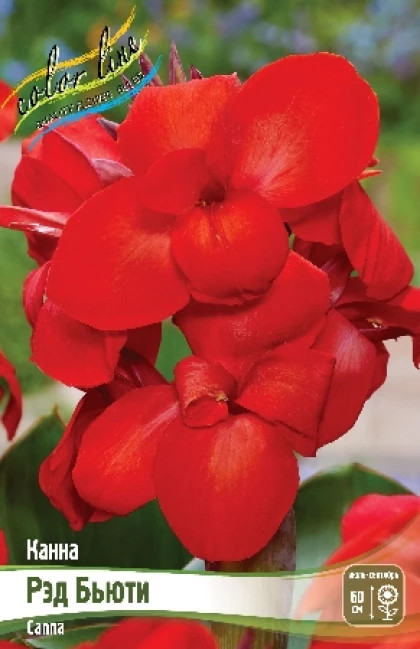 Рэд Бьюти (зел.л.) 1шт