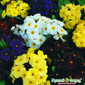 Крупноцветная смесь Ц(Н)